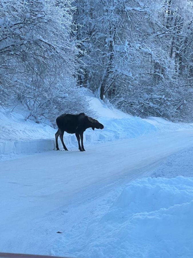 Alaskan Adventure Awaits! Eagle River Екстериор снимка